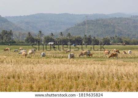 Herd of cattle cows eating grass at sunny day and dry field.