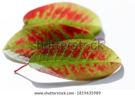 Green fallen leaves with red spots lie on a white background. Three autumn brightly colored leaves close-up. Decoration in the autumn season
