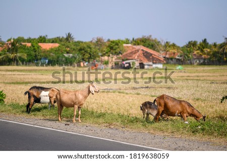 Herd of cattle goats eating grass at sunny day and dry field.