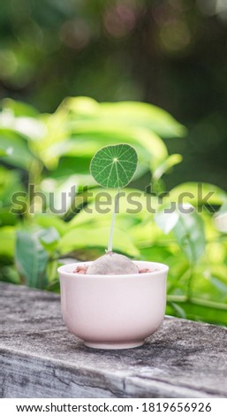 Stephania erecta, Nice little plant on white flower pot