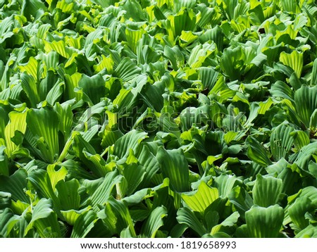 Water lettuec (Pistia stratiotes L.). The leaves hit the morning light with a beautiful pale green tone for the background wallpaper. Selective focus