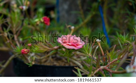 Pink coloured of Portulaca Grandiflora flowers. Close-up shot with blurred background.