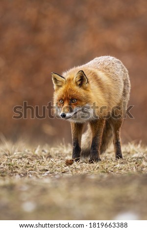 Alert red fox, vulpes vulpes, standing on meadow in autumn nature. Vertical composition of attentive orange predator looking on dry field in autumn. Wild scared mammal watching on glade.