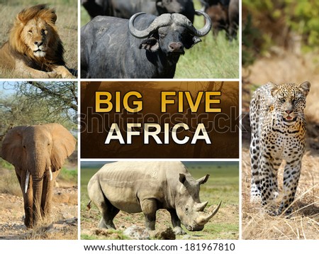 The Big Five - Lion, Elephant, Leopard, Buffalo and Rhinoceros Royalty-Free Stock Photo #181967810