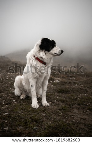 big young dog (black and white) in the mountains on a foggy morning for a hike