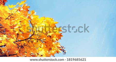 Autumn bright background. Yellow-red autumn maple leaves on tree branches against the blue sky, copy space.