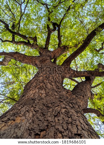 HDR picture of tree for wallpaper