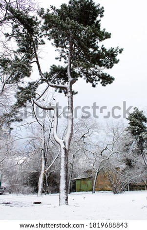 Black pine trees silhouette  covered with white snow winter tree landscape 