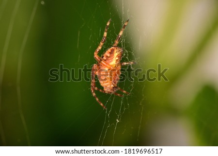 Bottom view of a very small Barn spider (Araneus cavaticus) motionless and attached to its web waiting for a prey. Royalty-Free Stock Photo #1819696517