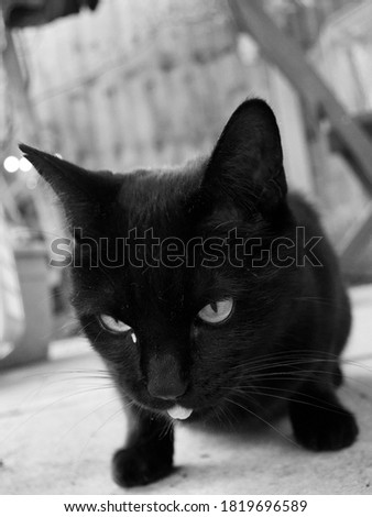 Close up of black domestic cat 