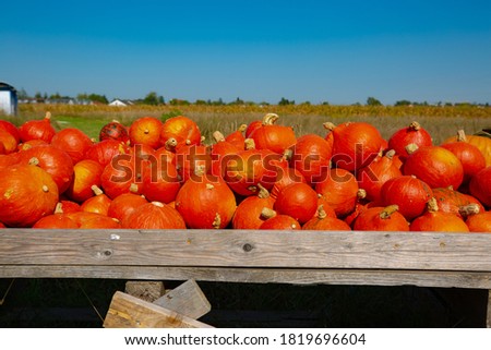 Pumpkins in the field to buy, blue sky