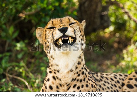 portrait of a smiling cheetah in the wilderness of Africa with a blurred background 