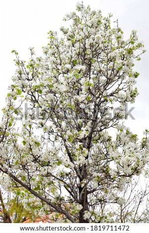 View of a pyrus calleryana tree full of white flowers Royalty-Free Stock Photo #1819711472