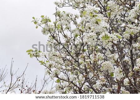 Partial view of a pyrus calleryana tree full of white flowers on a cloudy day Royalty-Free Stock Photo #1819711538