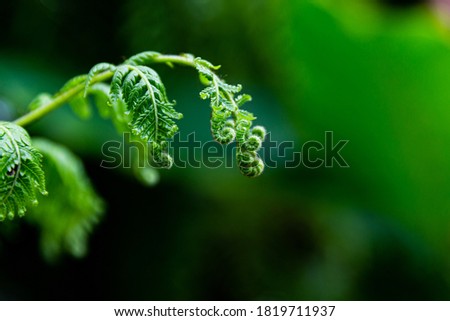 Bright green fern leaves with black background . Abstract Nature Background