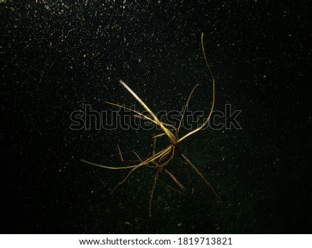 Sea grass floating in the ocean. Black water background. Picture from Oresund, Malmo in southern Sweden.