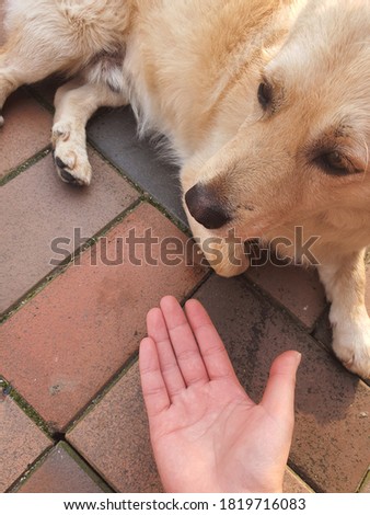 A picture of a dog with a hand