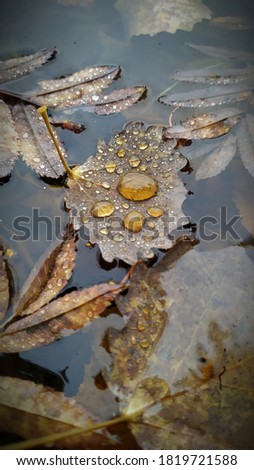 Autumn brown leaves with dew drops in water