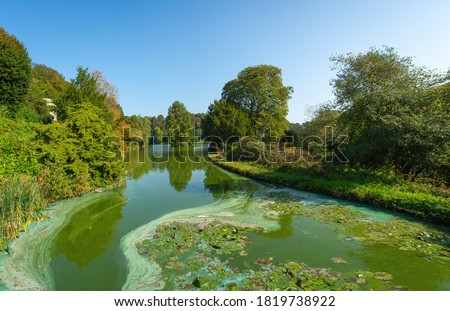 Swirling green and blue algae (Cyanobacteria) on a lake filled with thick green water surrounded by trees on a clear blue sky Royalty-Free Stock Photo #1819738922