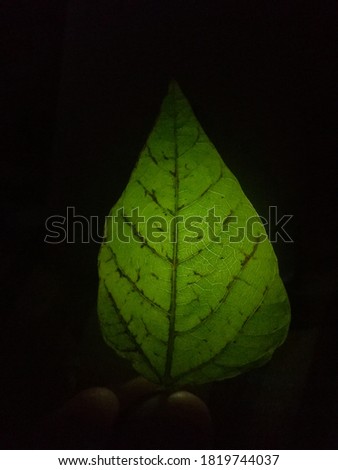 Nature through the darkness.Inner beauty of a leaf through the third eye.