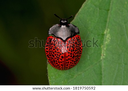 PHOTOGRAPHED BEETLE IN THE ATLANTIC FOREST