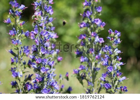 Blue melliferous flowers - Blueweed (Echium vulgare). Viper's bugloss is a medicinal plant. Macro. Royalty-Free Stock Photo #1819762124