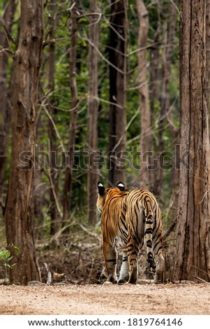Panthera Tigris in its natural habitat in Pench Tiger Reserve, India