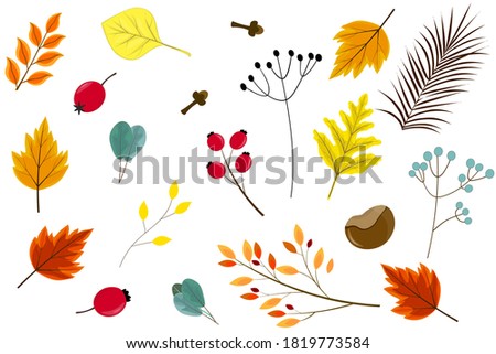 Colorful autumn set of botany elements: colorful leaves, flowers, twigs with berries, carnation, chestnut, rose hips. Template for the decor of invitations, flyers, cards. Vector image.
