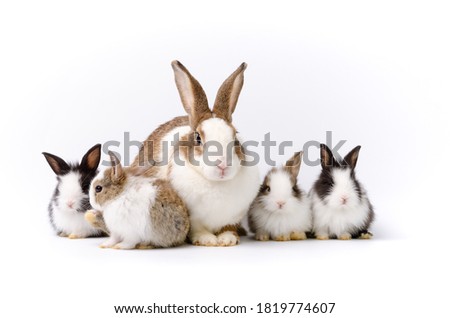 Adorable mother with four baby rabbits portraiton isolated on white background. Pet animal family concept.