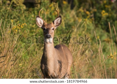 Young male white-tailed deer (Odocoileus virginianus) Royalty-Free Stock Photo #1819784966