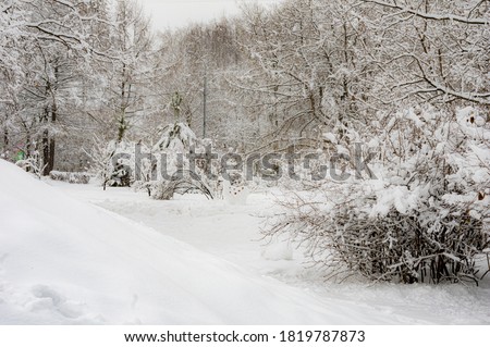 winter landscape, trees, forest, thicket, snowdrifts