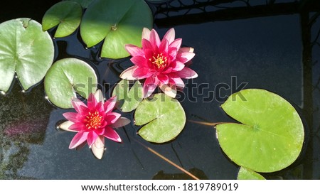 Leydecker water lily top view close up Royalty-Free Stock Photo #1819789019