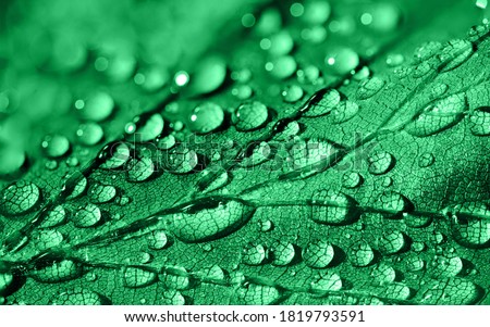 Green leaf with waterdrop on it Royalty-Free Stock Photo #1819793591