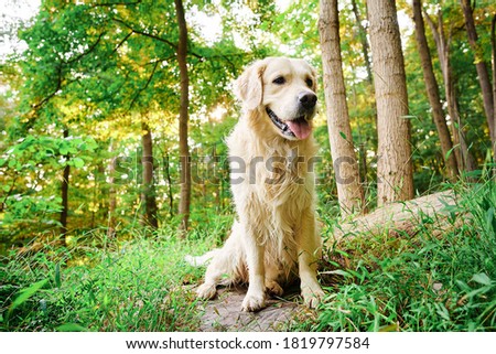 Golden Retriever Joyka the dog is close up in the woods at sunrise