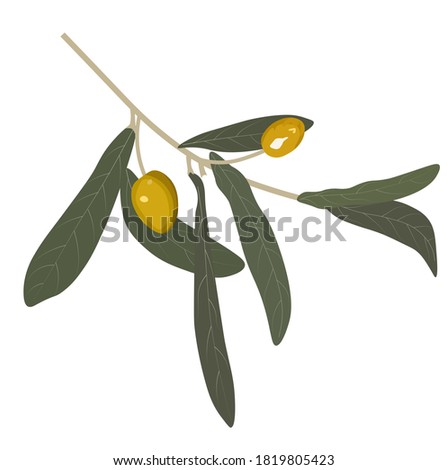 Vector stock illustration of an olive close-up. Olive tree branch with green leaves. Isolated on a white background. fruit olives for the invitation. Watercolor botany. Israel harvest.