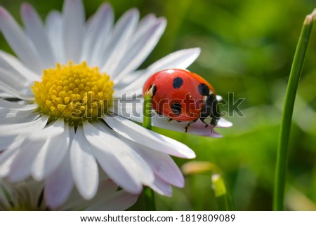 Tiny red bug sitting on a daisy flower in the garden 
