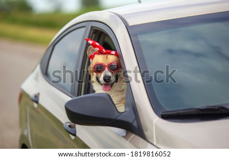 funny dog puppy a Corgi in fancy sunglasses stuck its face and paws out the window of a passing car
