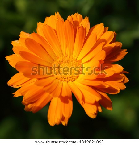 Blooming orange flower of calendula on a dark background.
