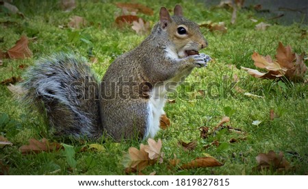 grey squirrel with acorn in its mouth