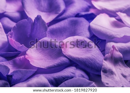 Beautiful delicate lilac, purple flowers composition. Rose  petals. Flat lay, top view, copy space, Beautiful background for greeting cards, wedding invitation, gift.
