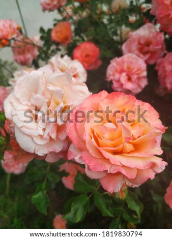 Two different roses - orange-pink and white-pink - bloom on the same bush