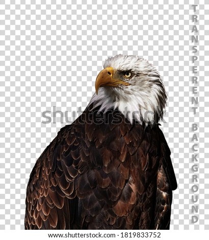 Portrait of Bald eagle (Haliaeetus leucocephalus) on a transparent background in tiff file.