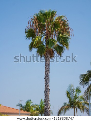 tall green Palm tree in california beach during a hot summer day with clear blue skies