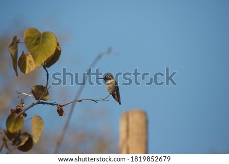 Small bird, humming bird on tiny branch; evening picture. Nature and wildlife.