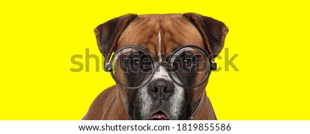 adorable boxer dog wearing glasses and sticking out tongue on yellow background