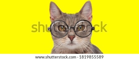 adorable domestic kitten wearing glasses on yellow background