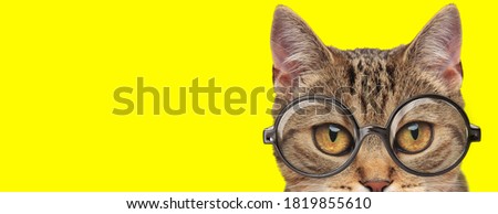 adorable metis kitten with big eyes wearing glasses on yellow background
