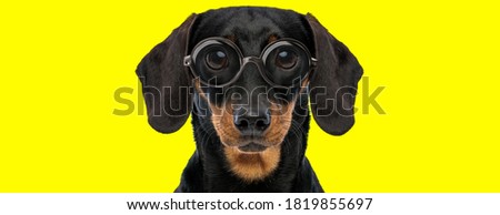 cute teckel dachshund dog with big eyes wearing glasses on yellow background