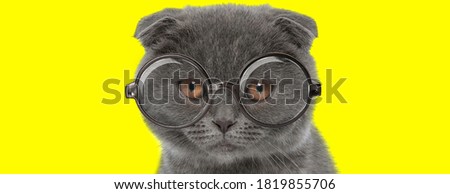adorable scottish fold cat wearing glasses on yellow background
