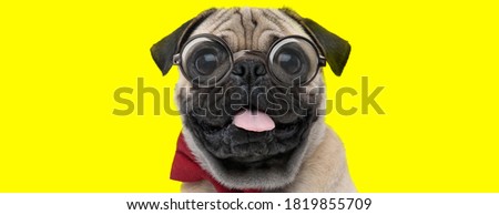happy pug dog wearing glasses and bowtie, panting and sticking out tongue on yellow background